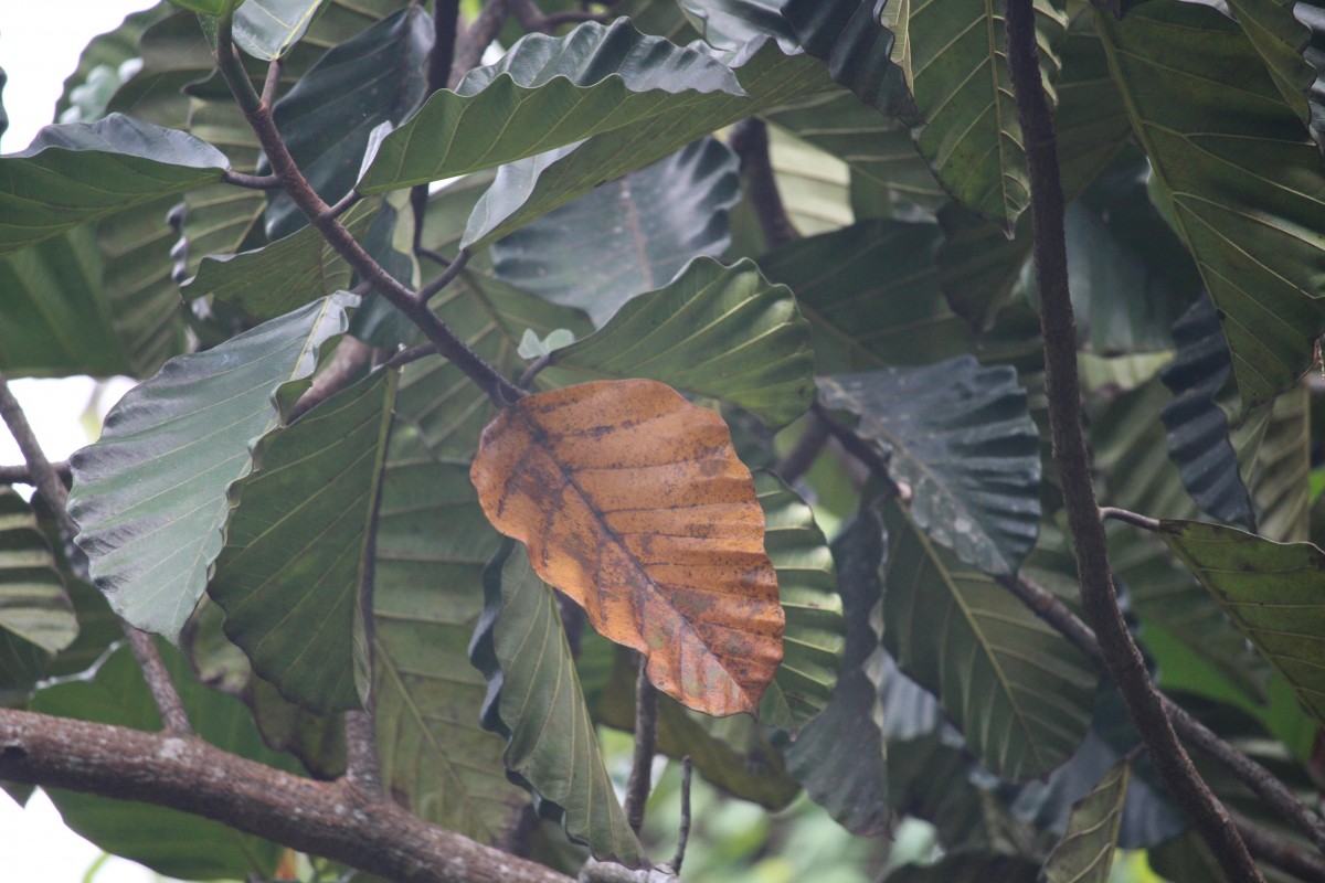 Artocarpus nobilis Thwaites